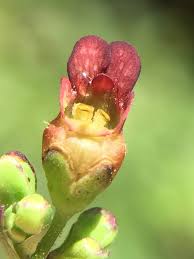 Attēlu rezultāti vaicājumam “Scrophularia umbrosa”