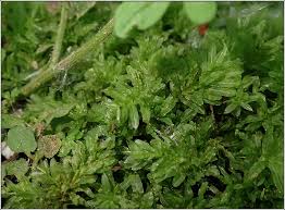 Attēlu rezultāti vaicājumam “Plagiomnium undulatum”