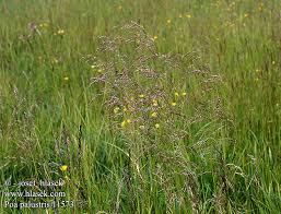 Attēlu rezultāti vaicājumam “Poa palustris”