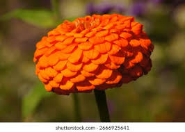 Attēlu rezultāti vaicājumam “Juglans mandshurica male flower”