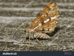 Attēlu rezultāti vaicājumam “Bupalus piniaria”