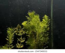 Attēlu rezultāti vaicājumam “Myriophyllum spicatum”