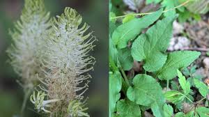 Attēlu rezultāti vaicājumam “Phyteuma spicatum leaf”