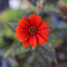 Image result for Heliopsis scabra