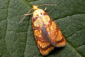 Attēlu rezultāti vaicājumam “Acleris bergmanniana”