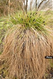 Attēlu rezultāti vaicājumam “Carex appropinquata fruit”