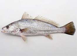 Image result for Argyrosomus japonicus