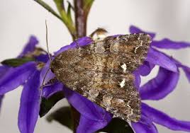 Attēlu rezultāti vaicājumam “Ceramica pisi”