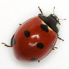 Attēlu rezultāti vaicājumam “Coccinella septempunctata”