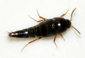 Attēlu rezultāti vaicājumam “Sepedophilus sp.”