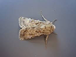 Attēlu rezultāti vaicājumam “Agrotis ripae”