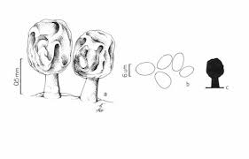 Attēlu rezultāti vaicājumam “Ceratiomyxa morchella stalked”