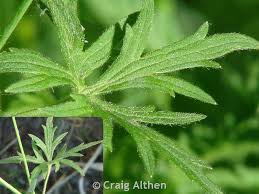 Attēlu rezultāti vaicājumam “Ranunculus acris fruit”