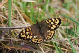 Attēlu rezultāti vaicājumam “Pararge aegeria upperside”