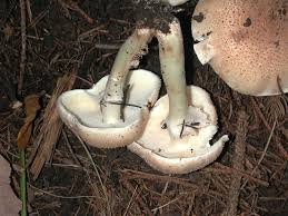 Attēlu rezultāti vaicājumam “Lepiota aspera”