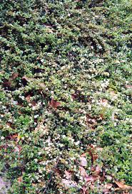 Attēlu rezultāti vaicājumam “Cotoneaster divaricatus”