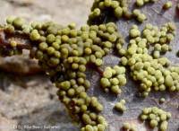 Attēlu rezultāti vaicājumam “Physarum virescens”