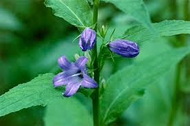 Attēlu rezultāti vaicājumam “Campanula latifolia flower”