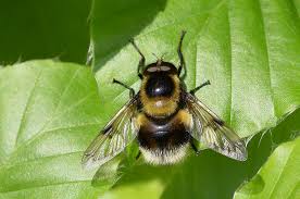 Attēlu rezultāti vaicājumam “Volucella bombylans”