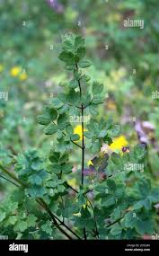 Attēlu rezultāti vaicājumam “Thalictrum minus”