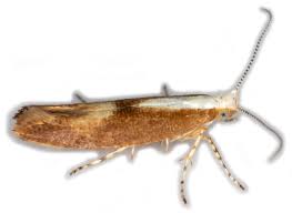 Attēlu rezultāti vaicājumam “Argyresthia albistria”
