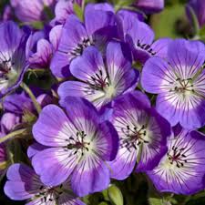 Image result for Storchschnäbel