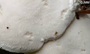 Attēlu rezultāti vaicājumam “Postia stiptica”