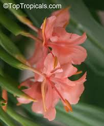 Image result for Helichrysum lindleyii