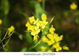 Attēlu rezultāti vaicājumam “Sinapis arvensis flower”