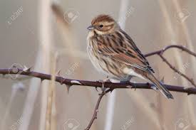 Attēlu rezultāti vaicājumam “Emberiza schoeniclus”