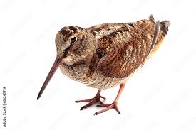 Attēlu rezultāti vaicājumam “Scolopax rusticola”