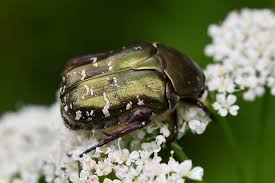 Attēlu rezultāti vaicājumam “Potosia cuprea imago”