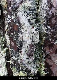 Attēlu rezultāti vaicājumam “Mycoblastus sanguinarius”