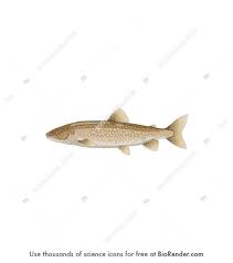 Image result for Salvelinus namaycush