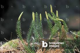 Attēlu rezultāti vaicājumam “Lycopodium annotinum”