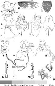 Attēlu rezultāti vaicājumam “Exoprosopa capucina”