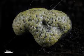 Attēlu rezultāti vaicājumam “Ophiotheca chrysosperma macro”