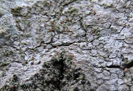 Attēlu rezultāti vaicājumam “Hertelidea botryosa”