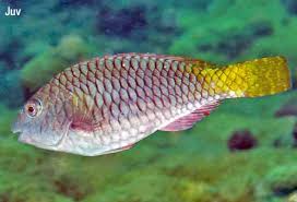 Image result for Sparisoma rubripinne