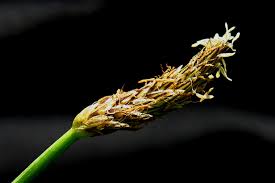 Attēlu rezultāti vaicājumam “Eleocharis palustris flower”