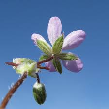 Attēlu rezultāti vaicājumam “Erodium cicutarium bud”