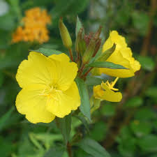 Attēlu rezultāti vaicājumam “Oenothera rubricauli flower”
