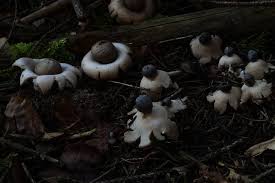 Attēlu rezultāti vaicājumam “Geastrum quadrifidum”