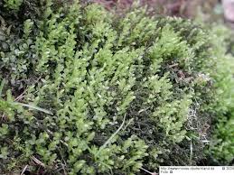 Attēlu rezultāti vaicājumam “Mnium lycopodioides”