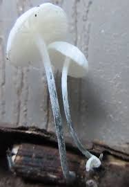 Attēlu rezultāti vaicājumam “Physarum murinum stalked”