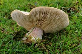 Attēlu rezultāti vaicājumam “Lepista sp.”