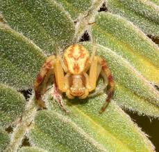 Attēlu rezultāti vaicājumam “Thomisidae”