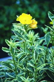 Image result for Oenothera odorata