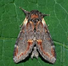 Attēlu rezultāti vaicājumam “Notodonta dromedarius”