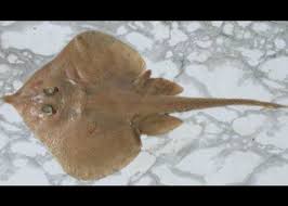 Image result for Leucoraja